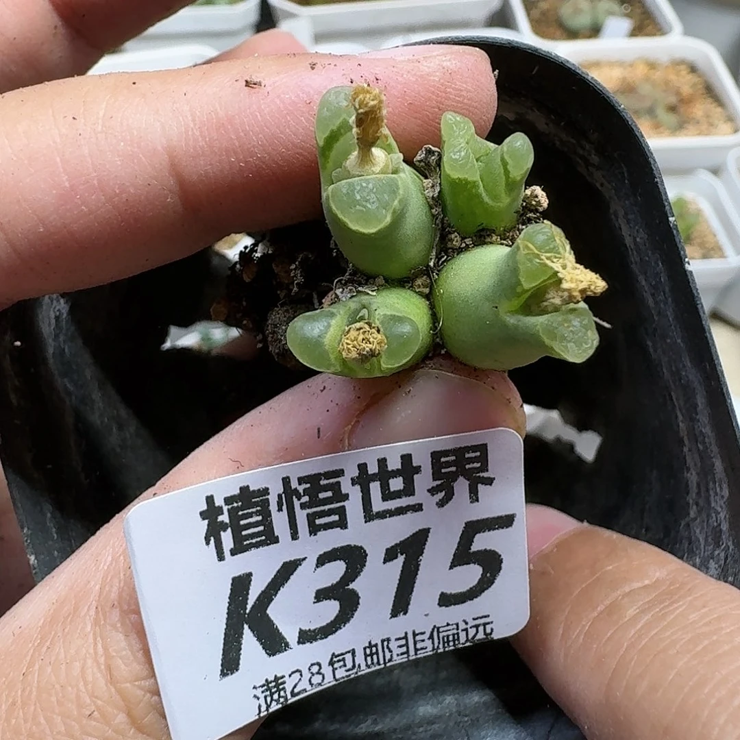 多肉植物的人啊fvb