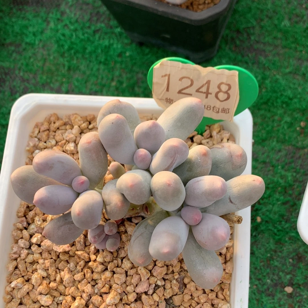 米可奶无砍平头1248