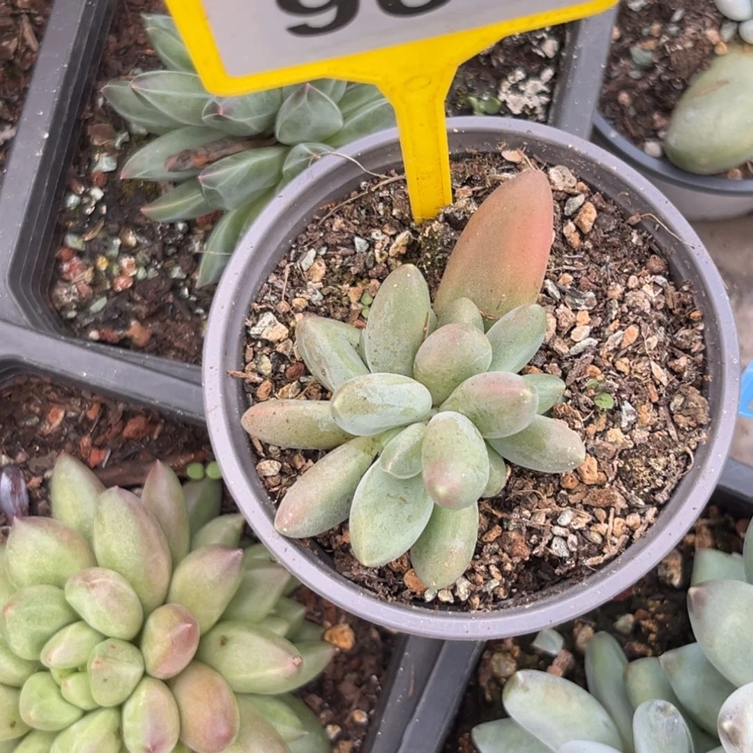 多肉植物戴萌德964