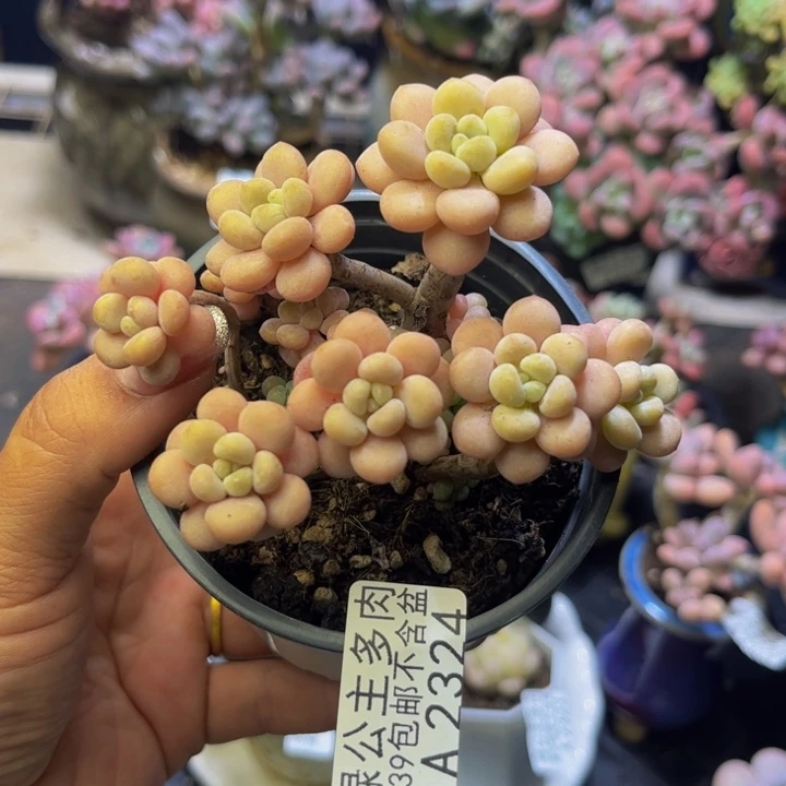 洛可可2324/8cm多肉