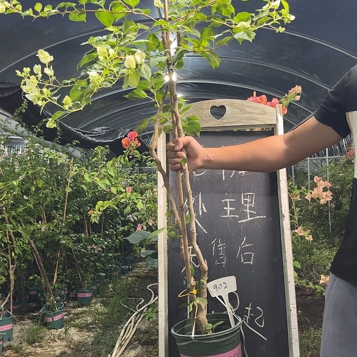 无花朵三角梅三角梅902