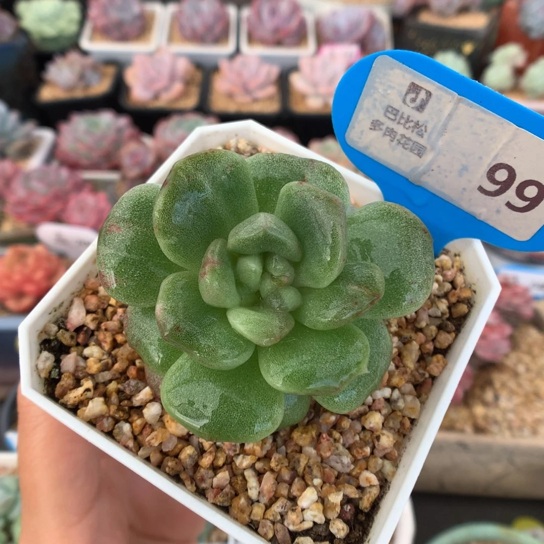 99冰玉石化带锦多肉植物