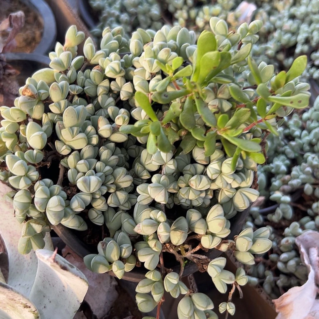 多肉植物多肉植物