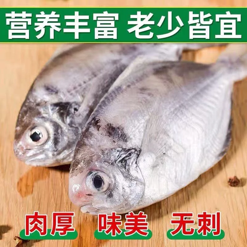 汕尾本港南鲳鱼肉鲳鱼新鲜海鱼当天鱼货【帮杀好*顺丰冷链】