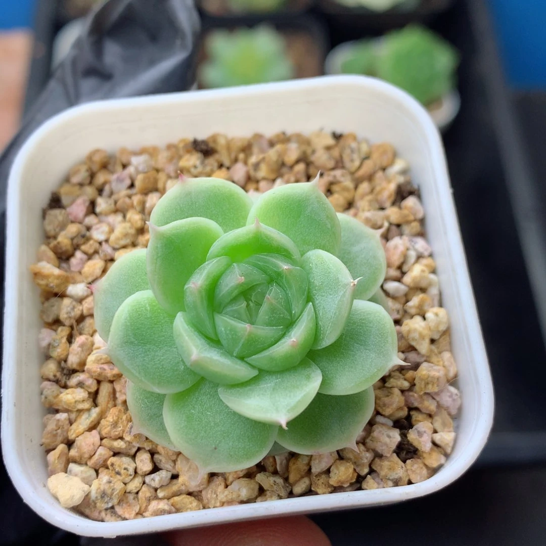 58包邮  群生不包整 139