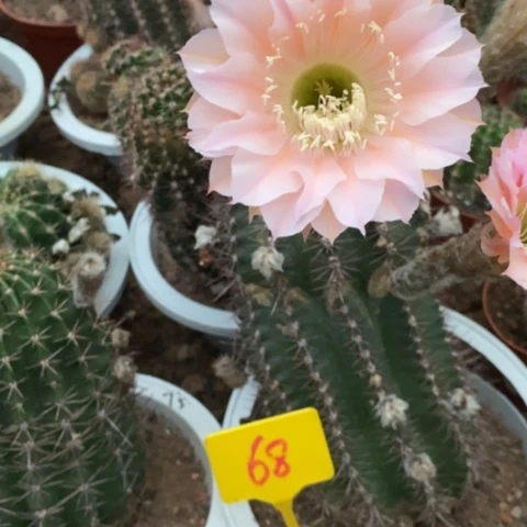 无花朵68号彩草仙人球