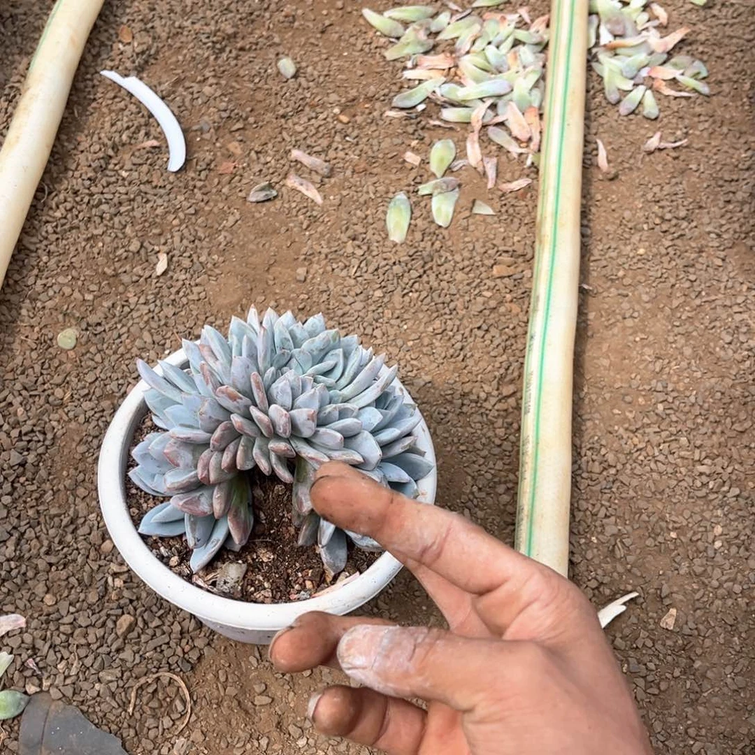 橙子缀化福利放送