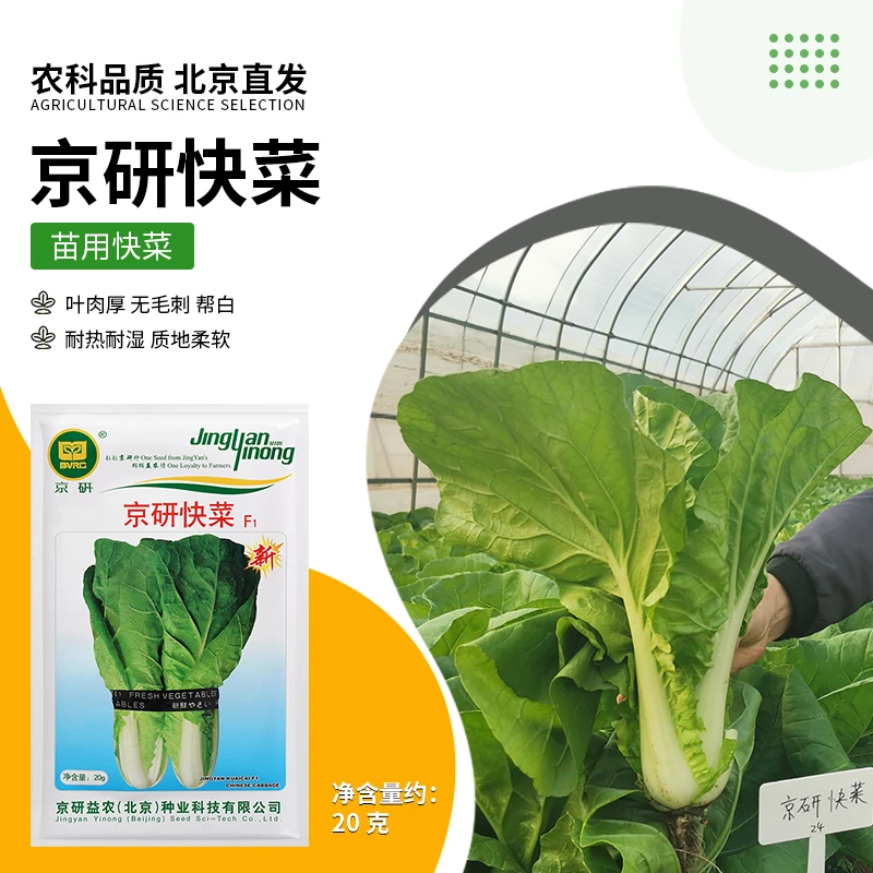 京研【农科院】大田专用奶油小白菜种子四季快菜蔬菜种子阳台盆栽