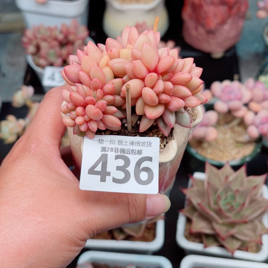 桃花源缀化多肉多