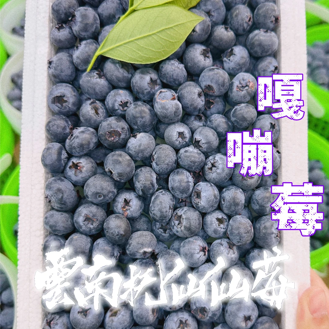 【纯甜嘎嘣莓】试吃400g+云南抚仙仙莓 纯甜蓝莓 花香四溢 果园直发