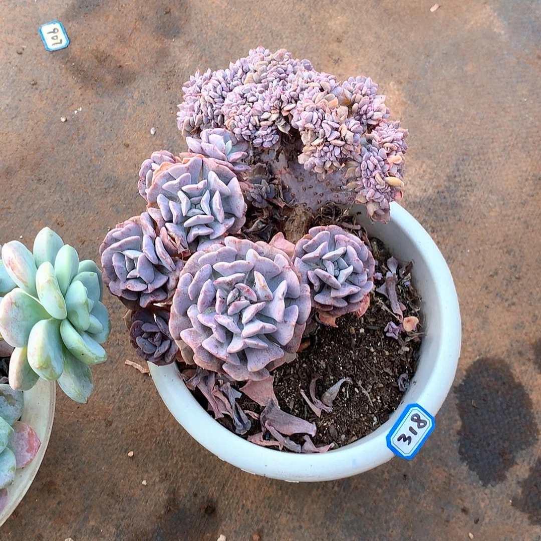 318雪精灵 一物一拍多肉