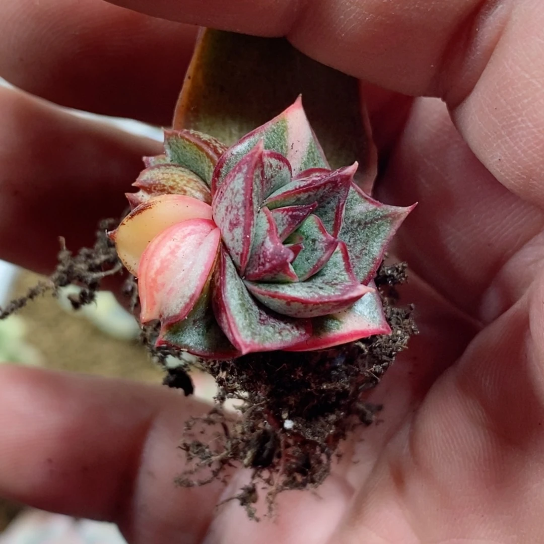 麒麟座锦 小方花圃一物一拍