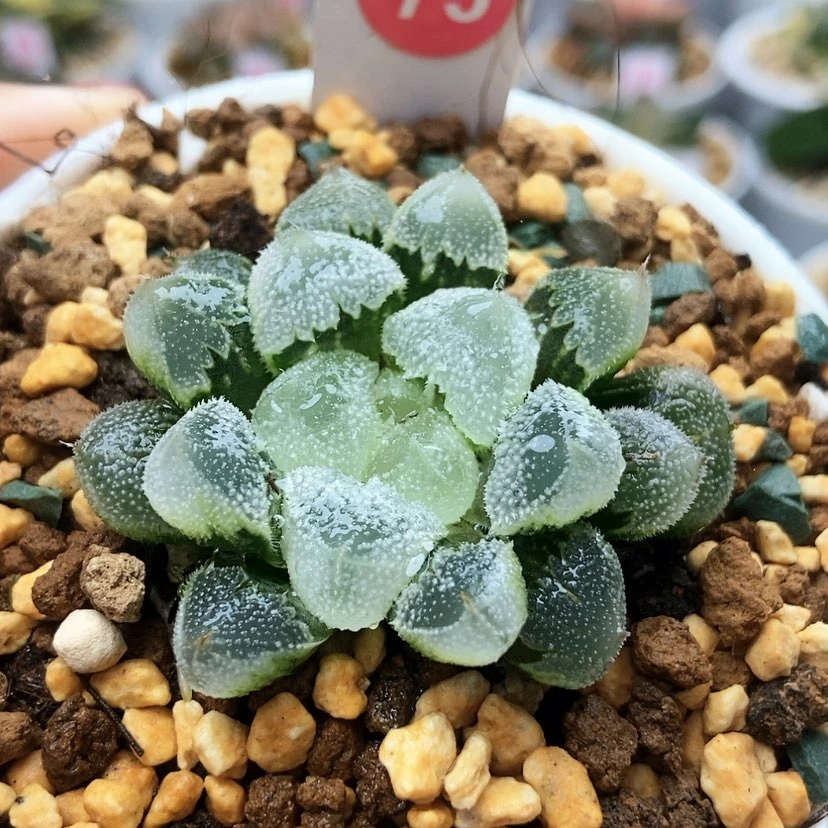 【闪购商品】全窗白帝城75