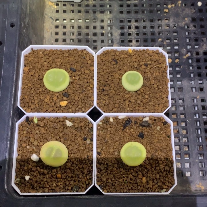 丁*精品多肉植物大战僵尸先生