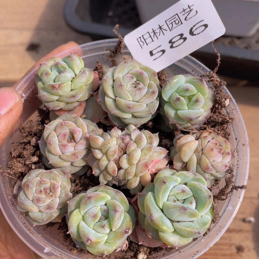 多肉植物多肉植物586