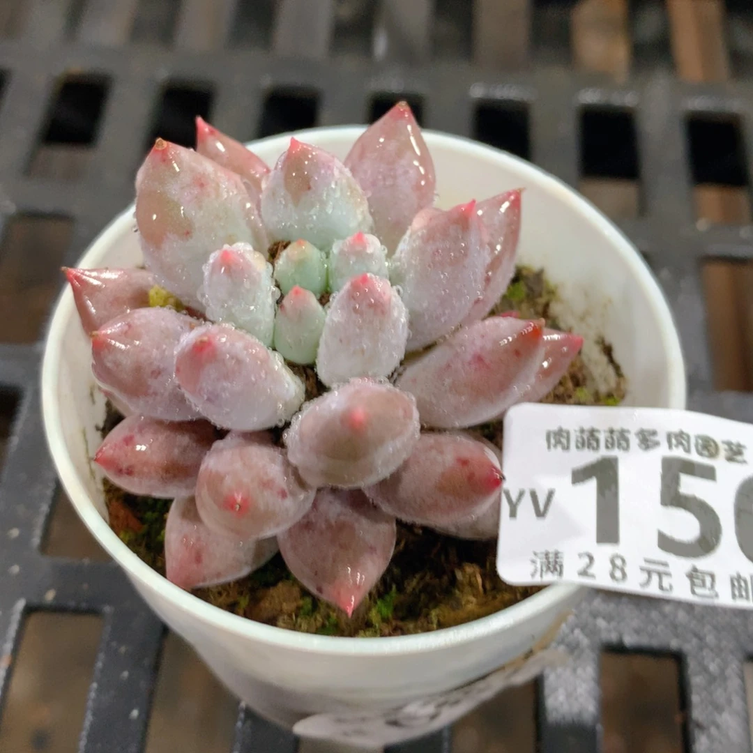 肉萌萌拇指盆精控多肉YV150