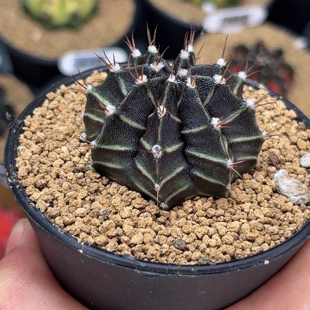 黑斑马 米哈仙人球