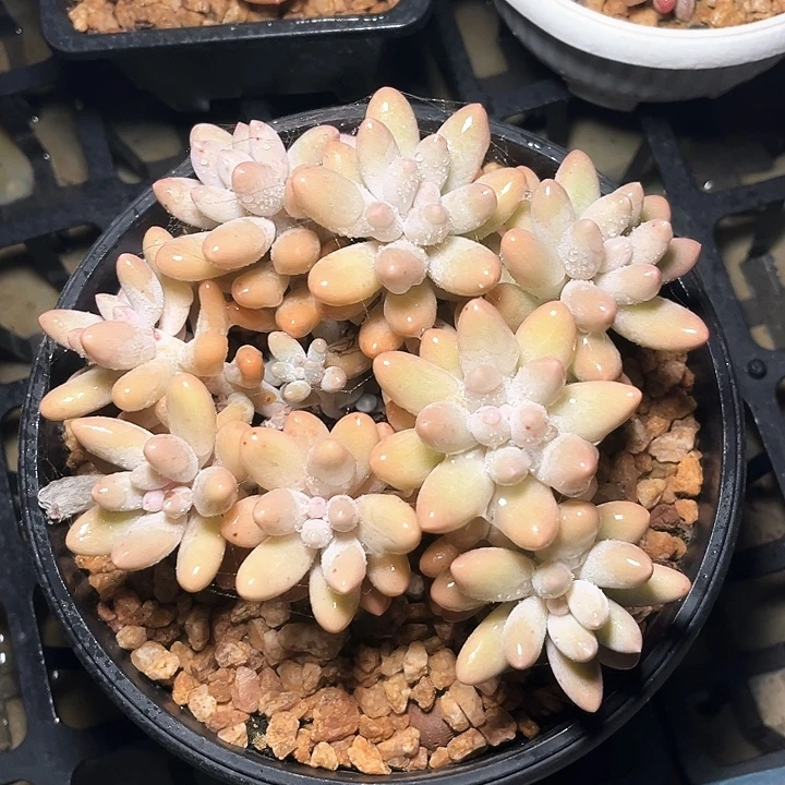 粉恋12号码牌子的话题了吗