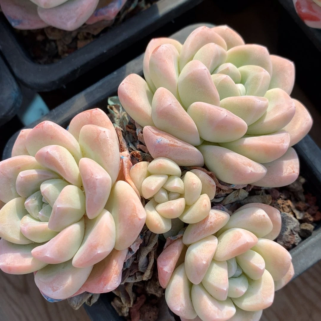 0209-40 老桩冰玉