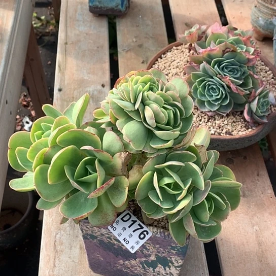 鸡蛋碧桃缀化176 亏本处理退款拉黑7-8天发货