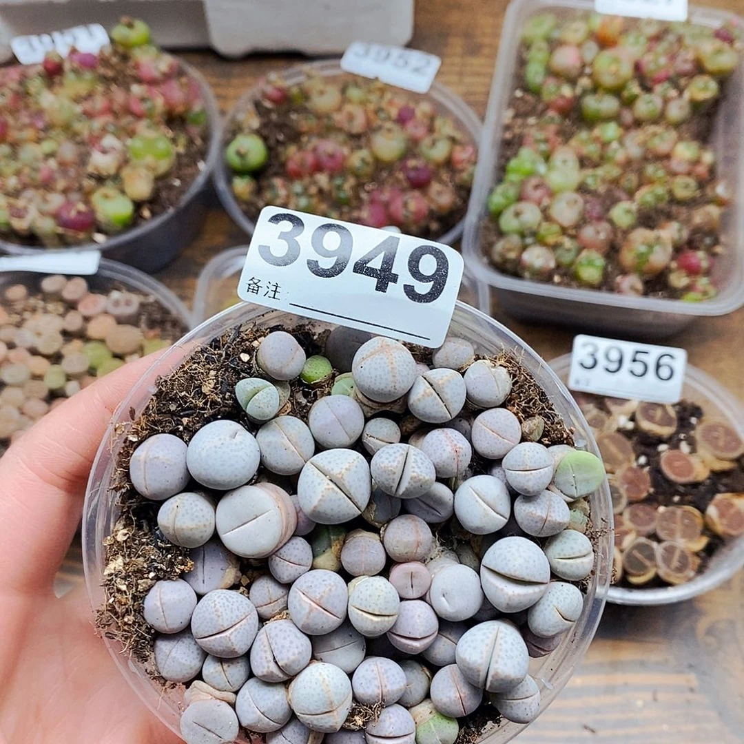 3949啊啊啊啊啊啊啊呃呃