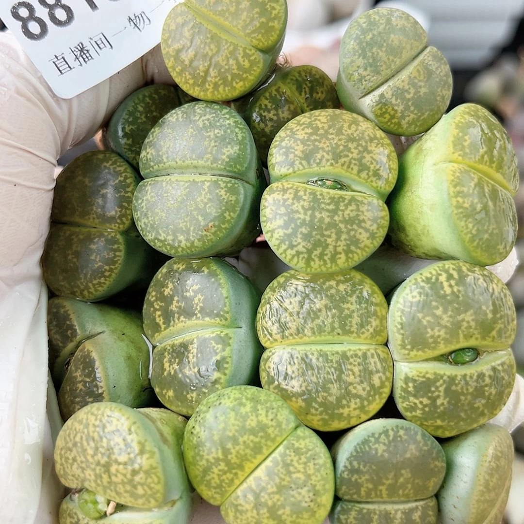 8815 好养易活生石花大母本16个2cm左右福利一单