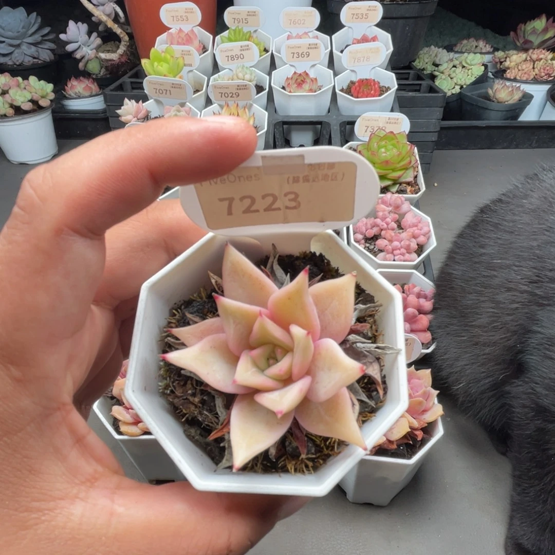 7223饺子皮4.5厘米