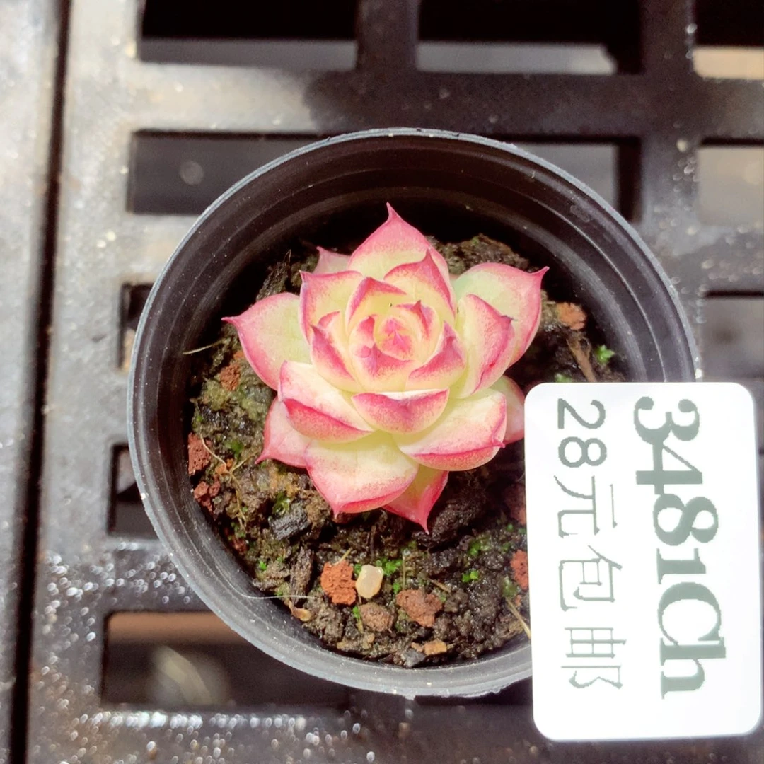 5厘米盆精控多肉3481