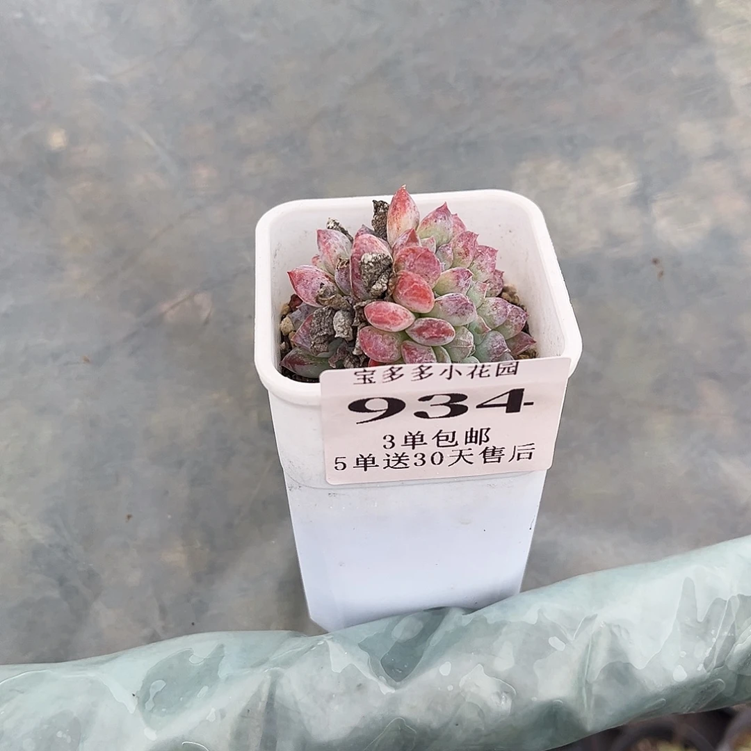 ****顺琥珀缀化 一物一拍满3单包邮 满26送一颗精品多肉