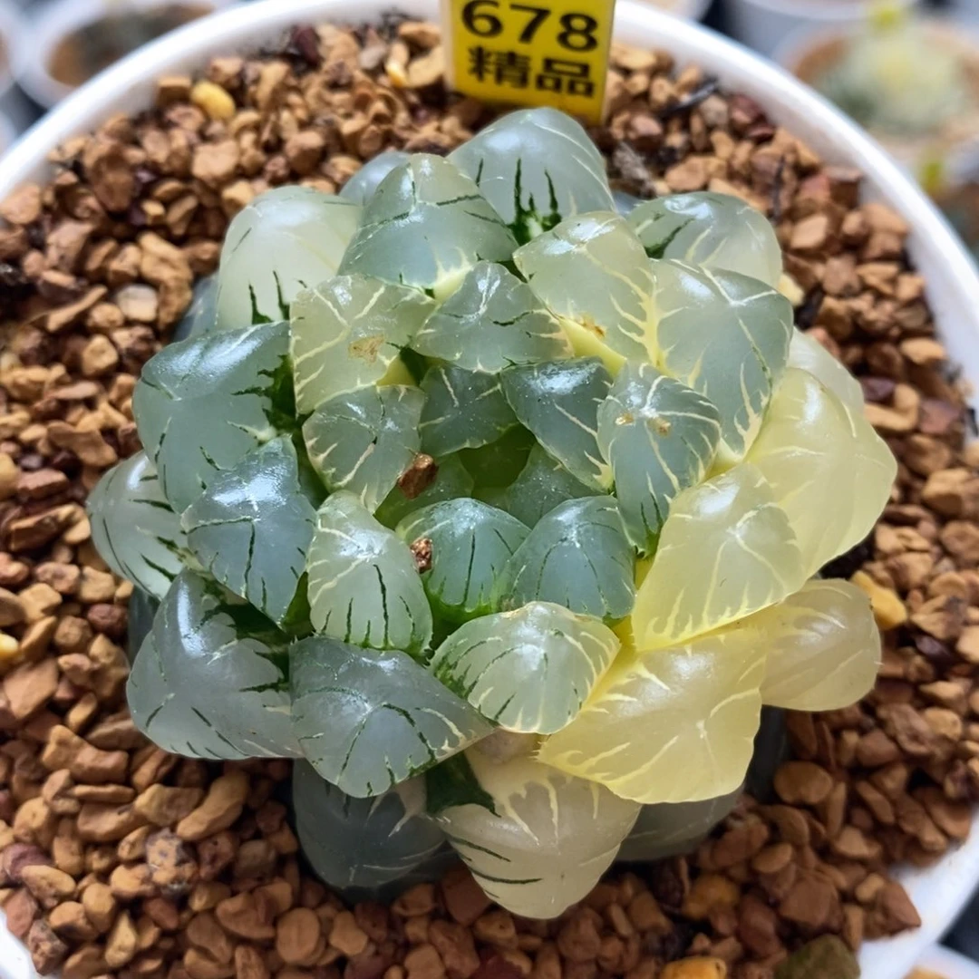 678湖水玉露十二卷多肉