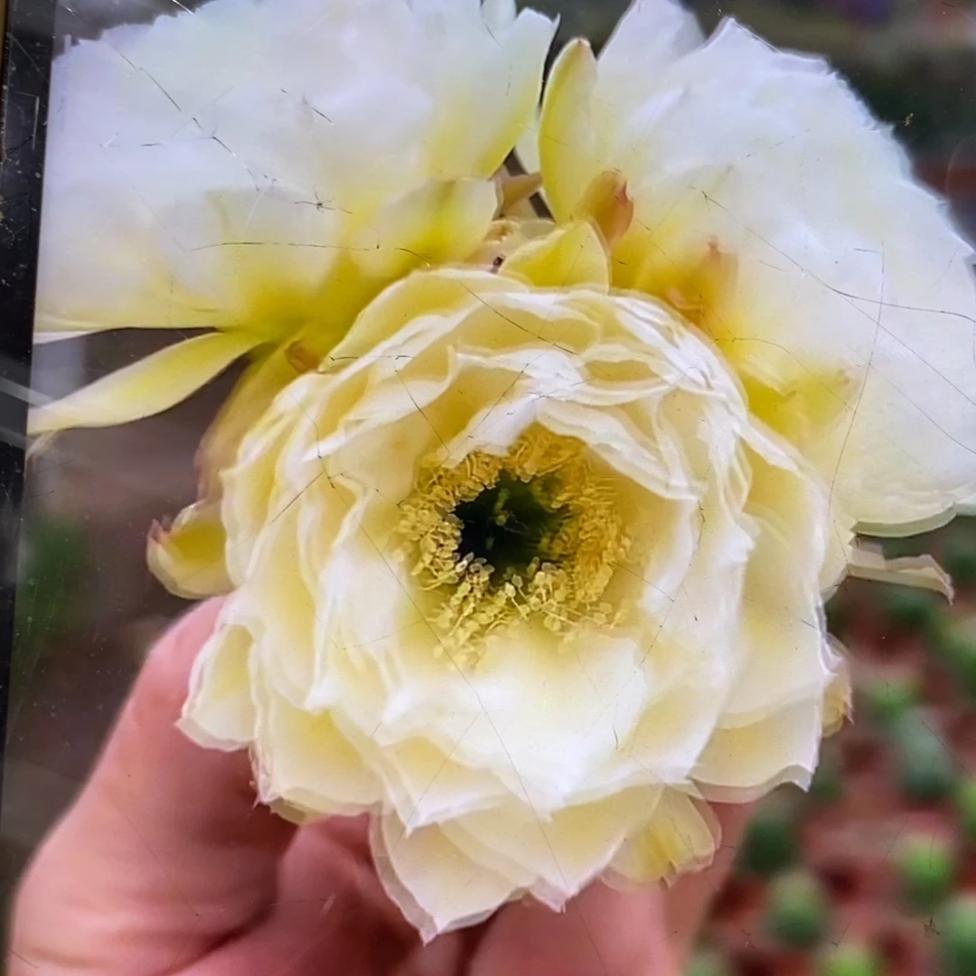 新品黄白丽花绣谱母本