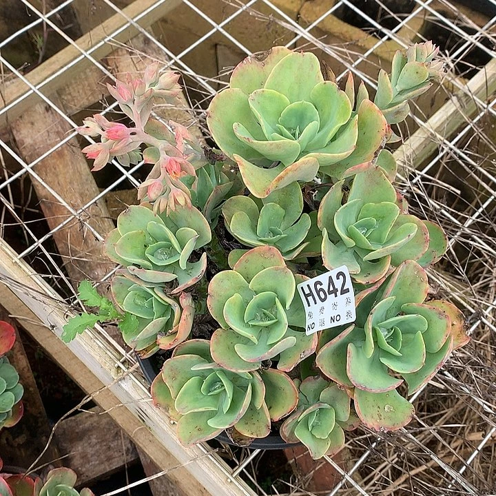 杂交大群 非偏远38包邮 节后发