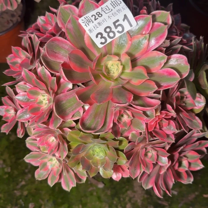 3851女妖多肉植物