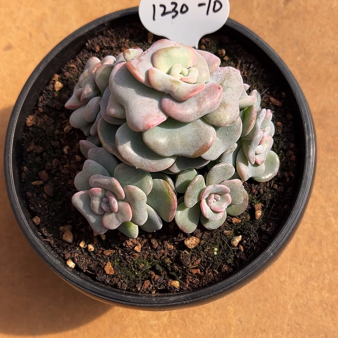 1230-10爱的颂群（有砍）