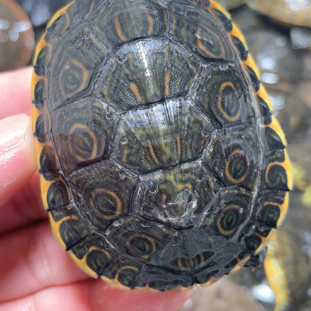 宠物龟不分公母6.5