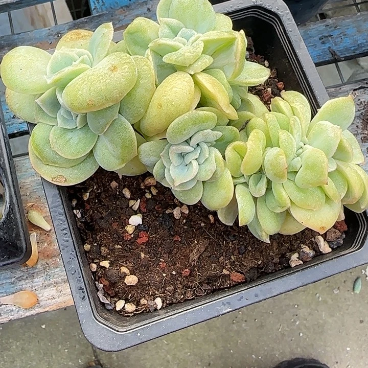 青蛙王子儿童牙膏套装11