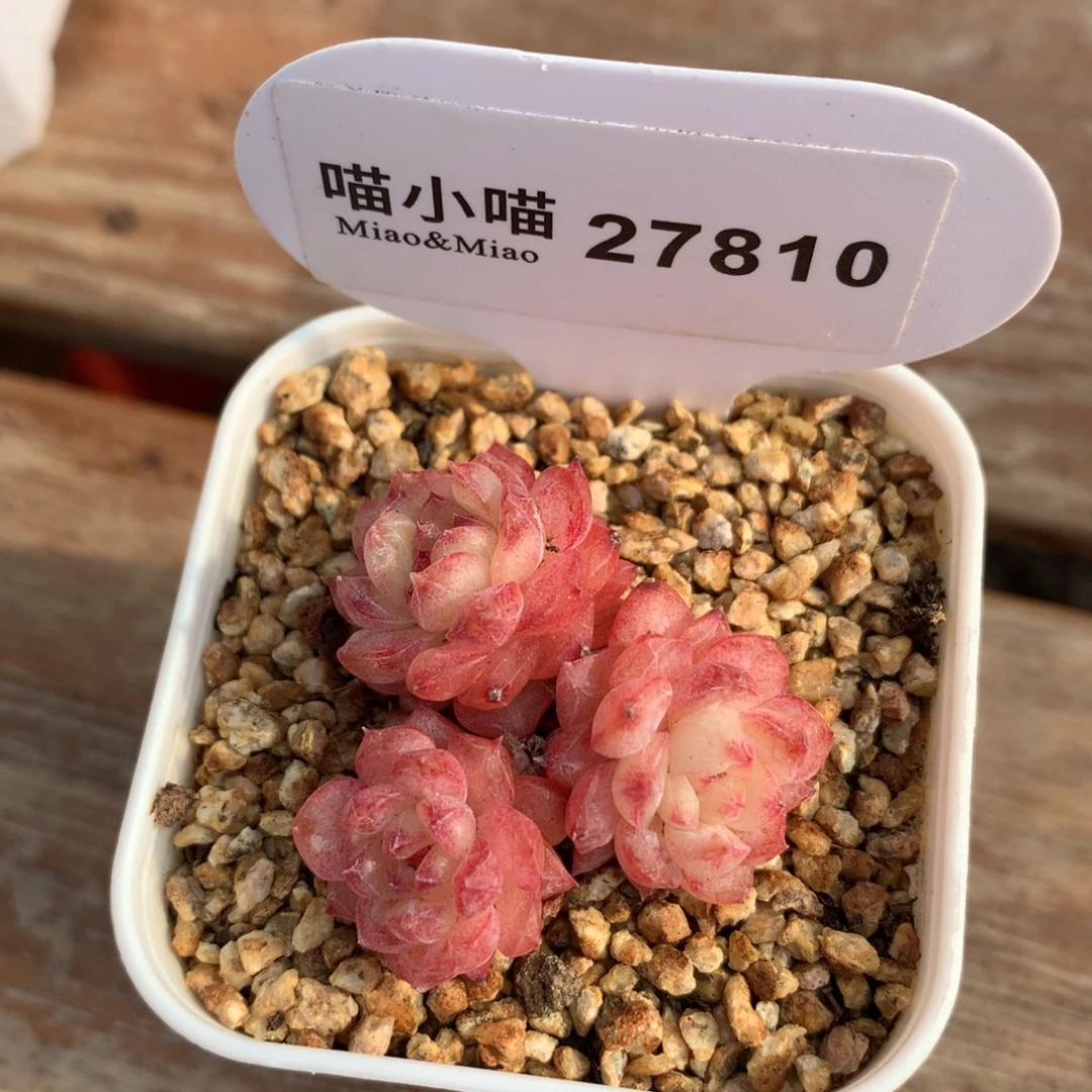 b****e多肉植物糖心珍妮