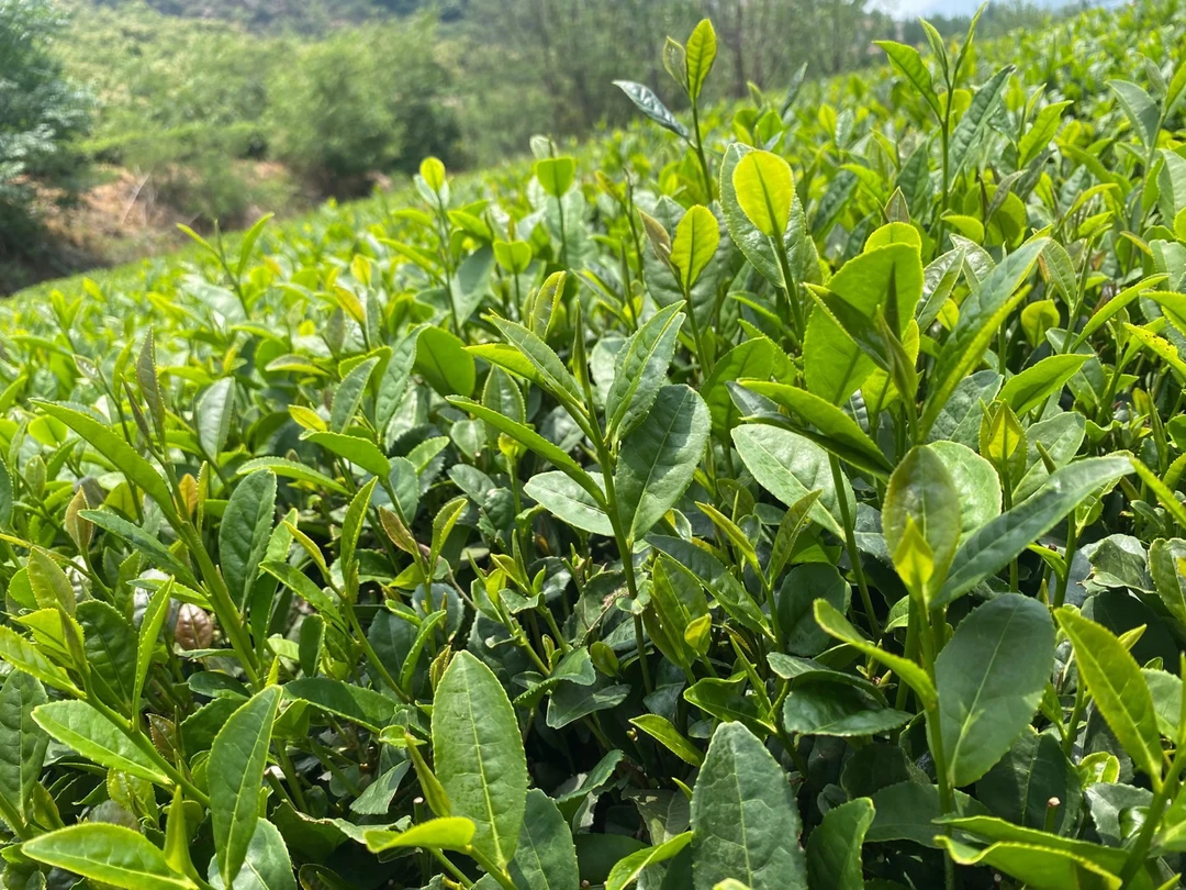 日照绿茶秋茶浓香型板栗香耐冲泡有沙口老茶客