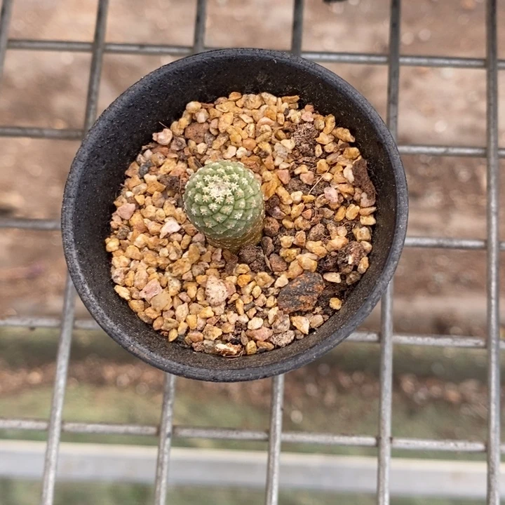 倔***牛伯克利和格蕾纳等著名的