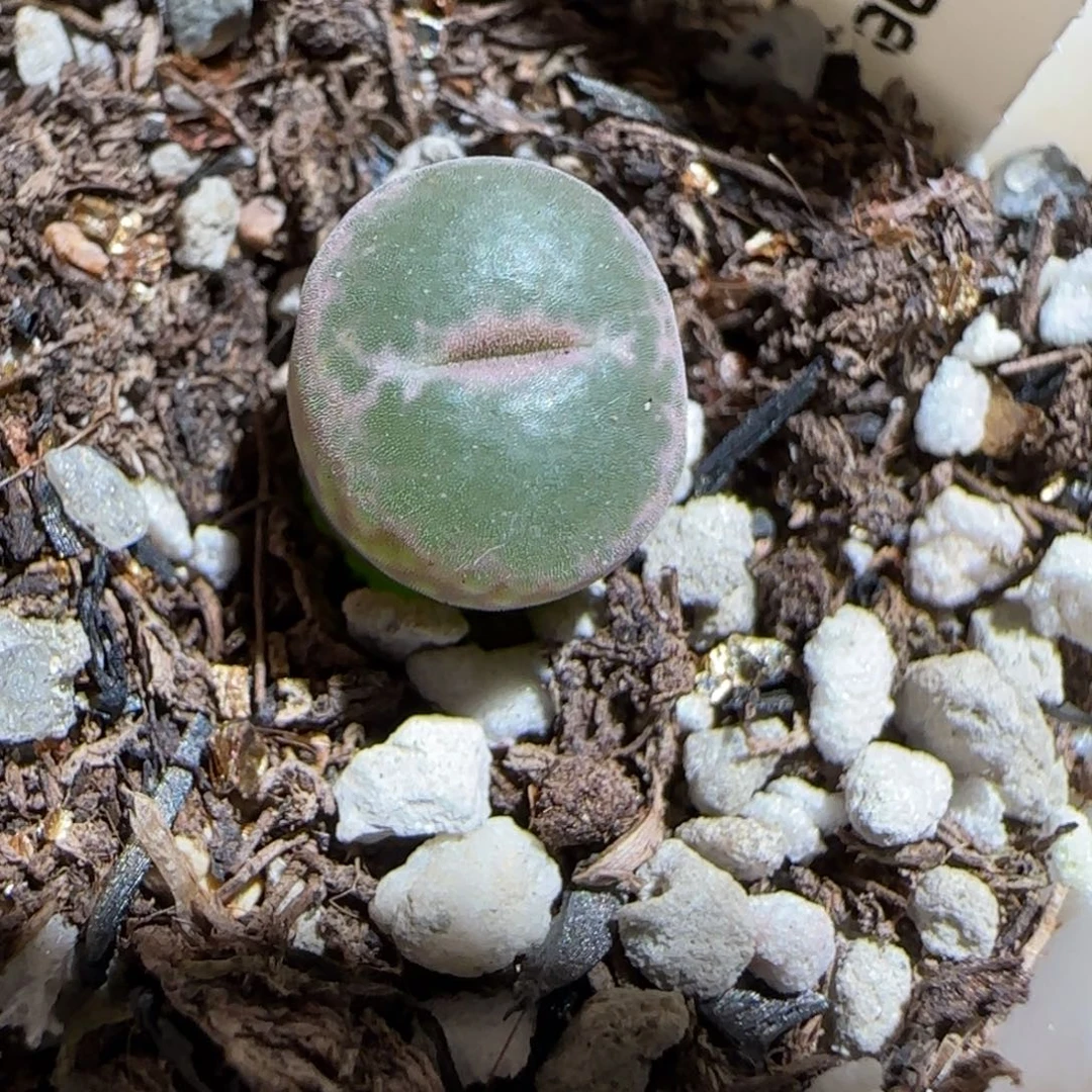 肉锥多肉植物组合-安格982