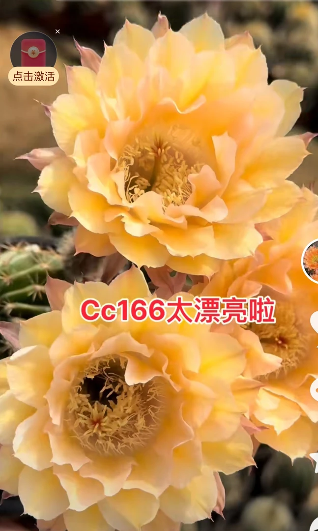 仙人球彩草歪CC166