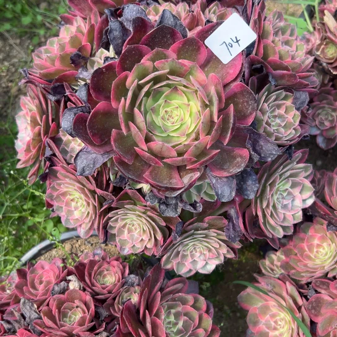 704云荷duo rou zhi wu xi