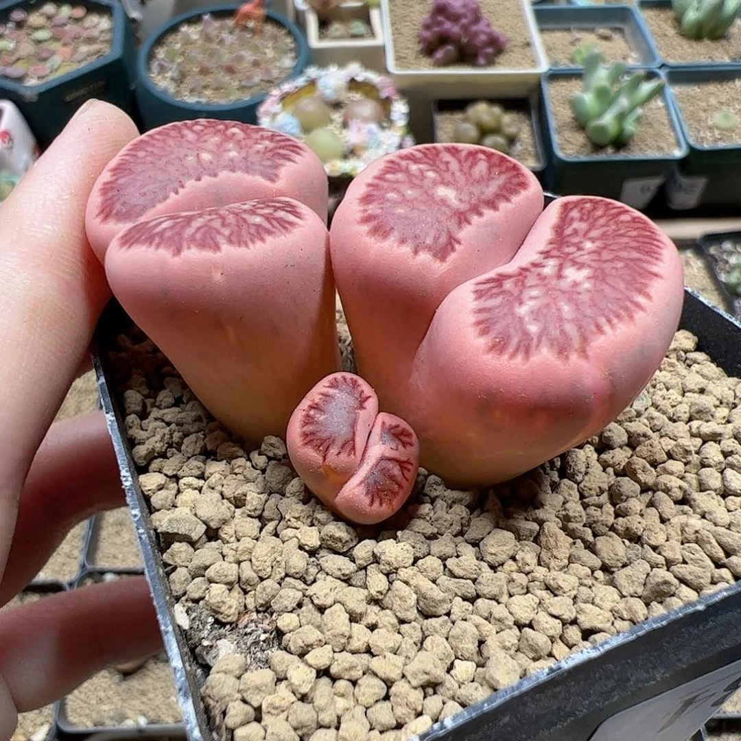 【闪购商品】234 福利拉丝锦