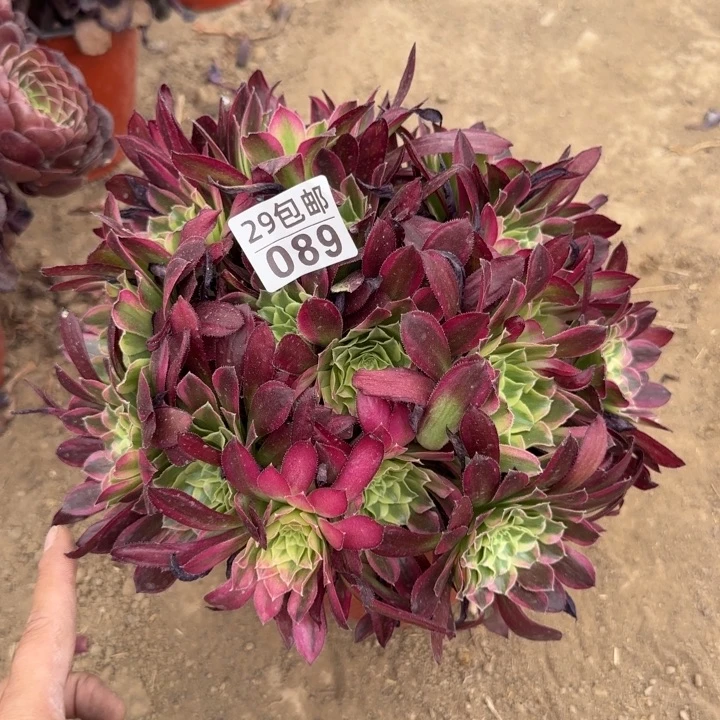 天河……多肉植物……