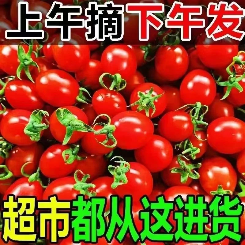 自然熟更安心酸甜多汁口感坏果包赔老品种经典味圣女果小番茄