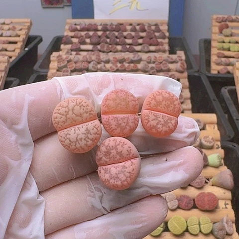 M****g2426源氏玉4棵母本脱土发货