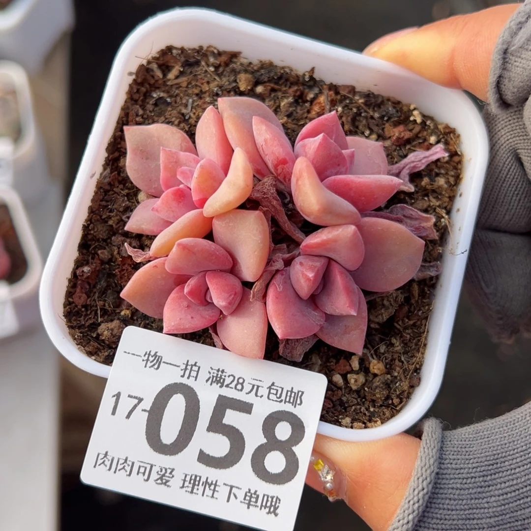 彩虹糖多肉多肉多肉多肉多肉