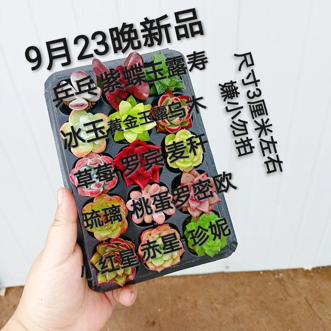 15颗不同品种多肉套餐组合大小2~3厘米（嫌小勿拍）带穴盘栽好发
