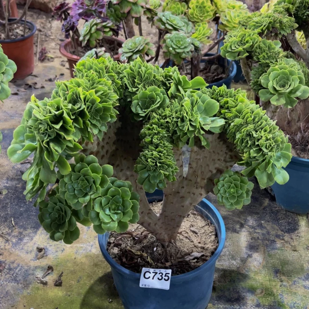 【闪购商品】73500