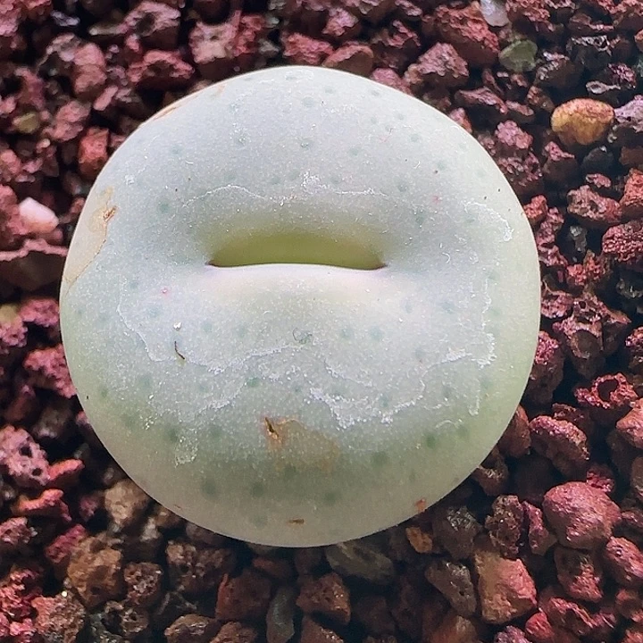 超大奶油嘴。         867